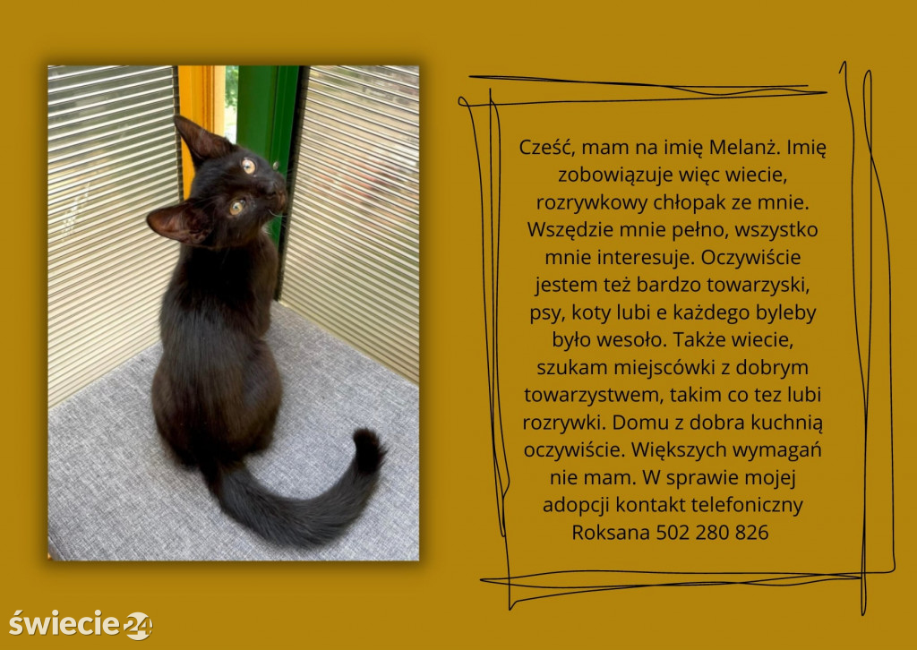 Świeckie zwierzaki bezdomniaki polecają się do adopcji!