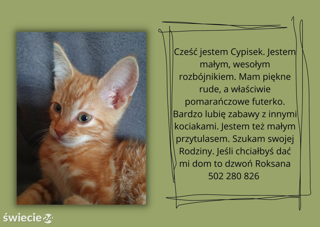 Świeckie zwierzaki bezdomniaki polecają się do adopcji!