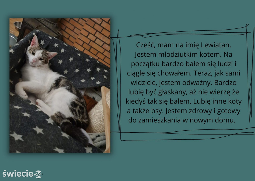 Świeckie zwierzaki bezdomniaki polecają się do adopcji!