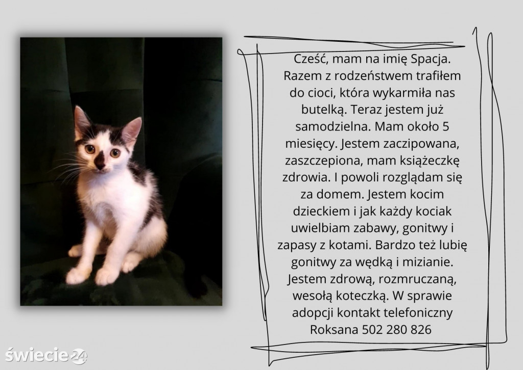 Świeckie zwierzaki bezdomniaki polecają się do adopcji!