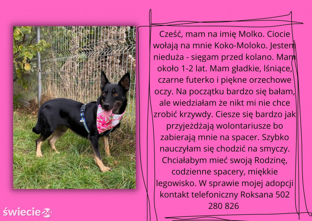 Świeckie zwierzaki bezdomniaki polecają się do adopcji!