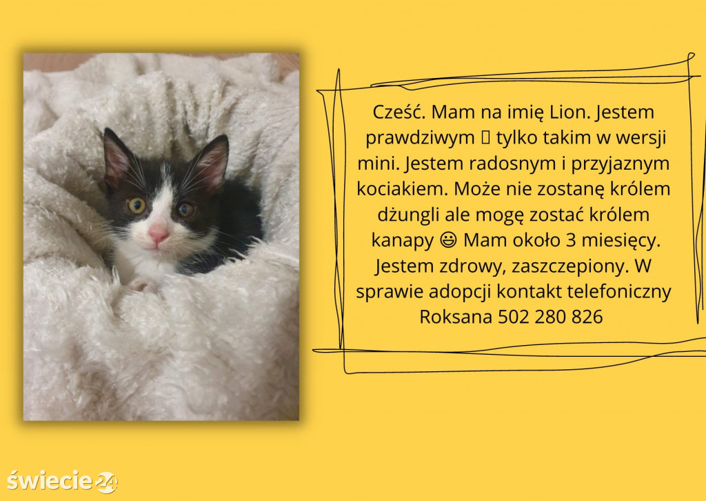 Świeckie zwierzaki bezdomniaki polecają się do adopcji!