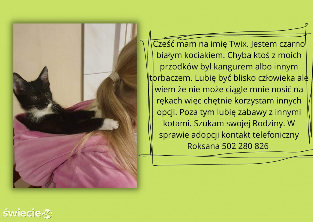 Świeckie zwierzaki bezdomniaki polecają się do adopcji!