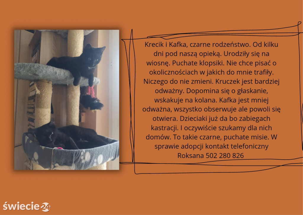 Świeckie zwierzaki bezdomniaki polecają się do adopcji!