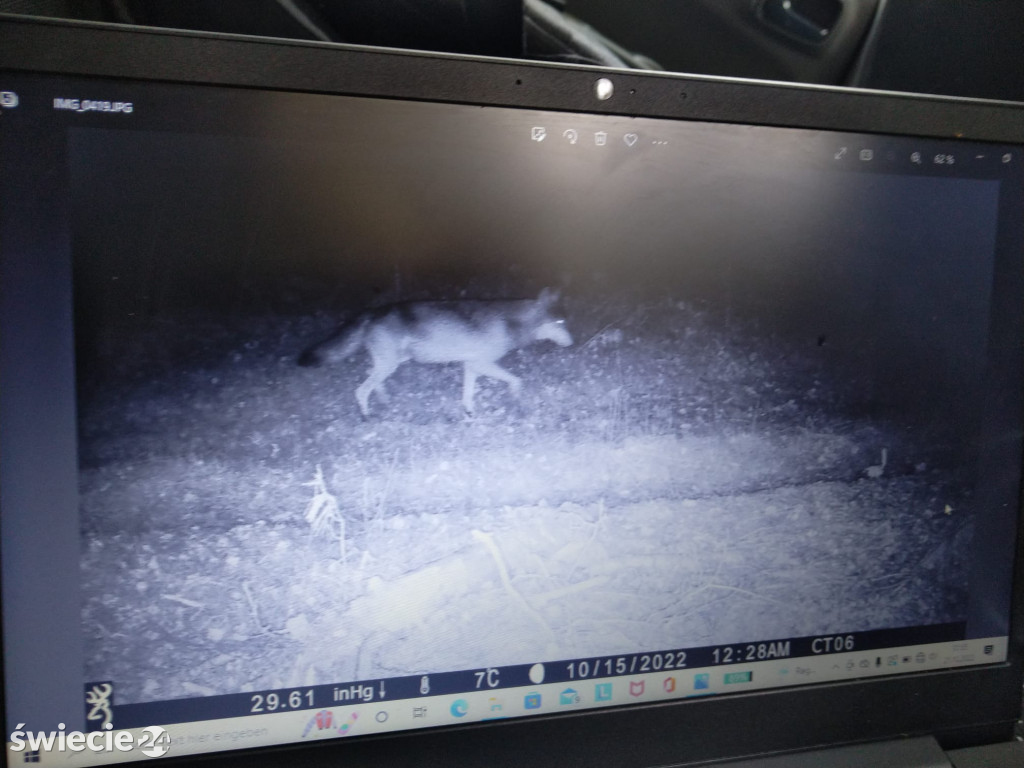 Czy wilki przyzwyczajają się do obecności człowieka?