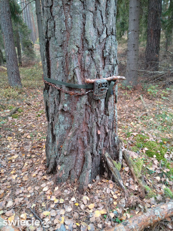Czy wilki przyzwyczajają się do obecności człowieka?