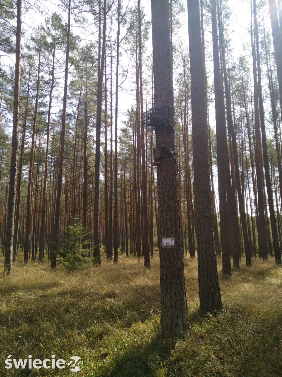 Czy wilki przyzwyczajają się do obecności człowieka?