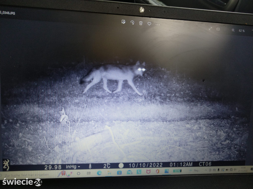 Czy wilki przyzwyczajają się do obecności człowieka?