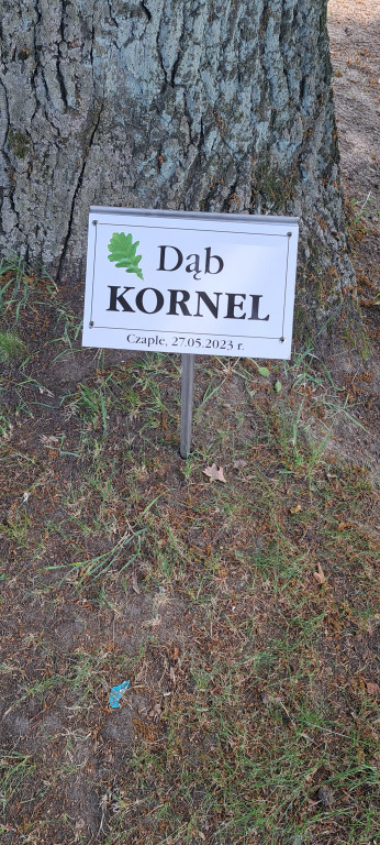 Dąb Kornel w Czaplach - festyn