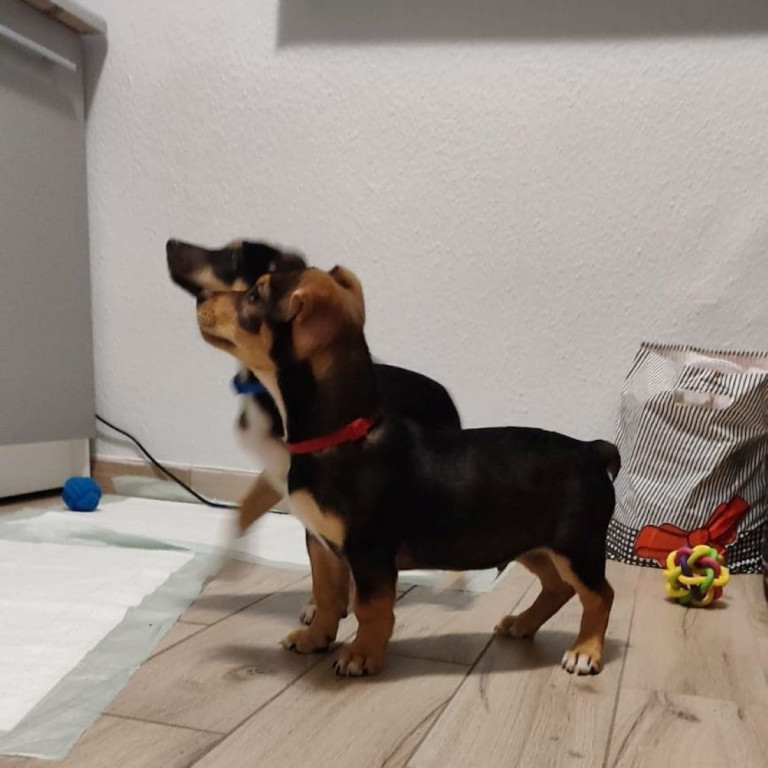 Zobacz te piękne psiaki i kociaki ze schroniska