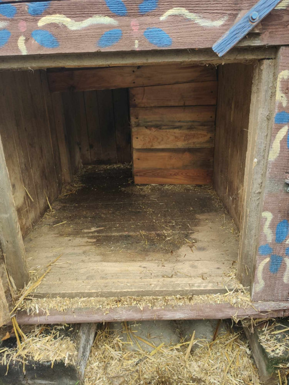 Zobacz te piękne psiaki i kociaki ze schroniska