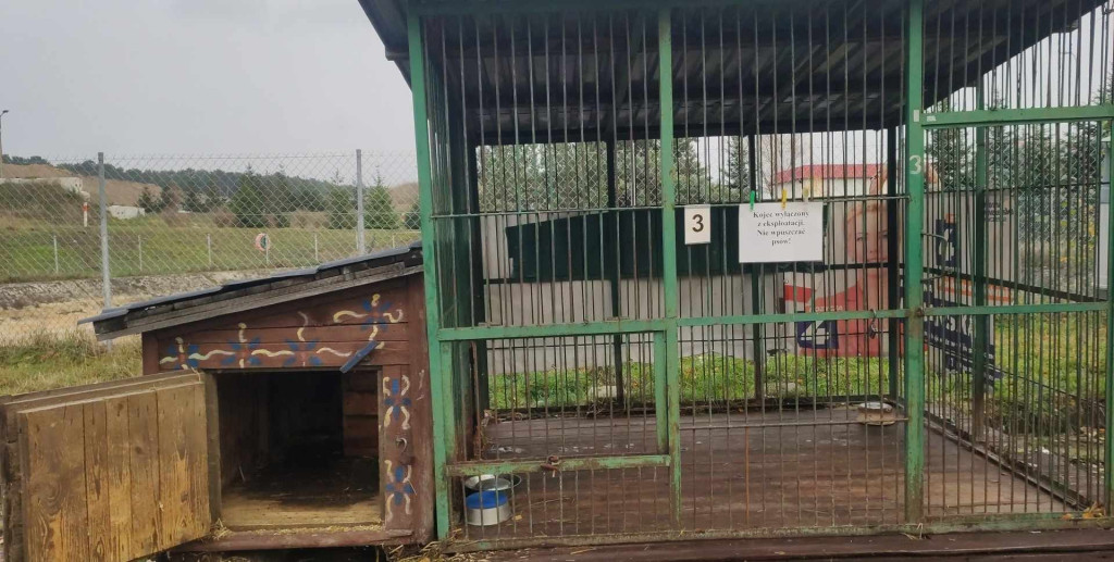 Zobacz te piękne psiaki i kociaki ze schroniska