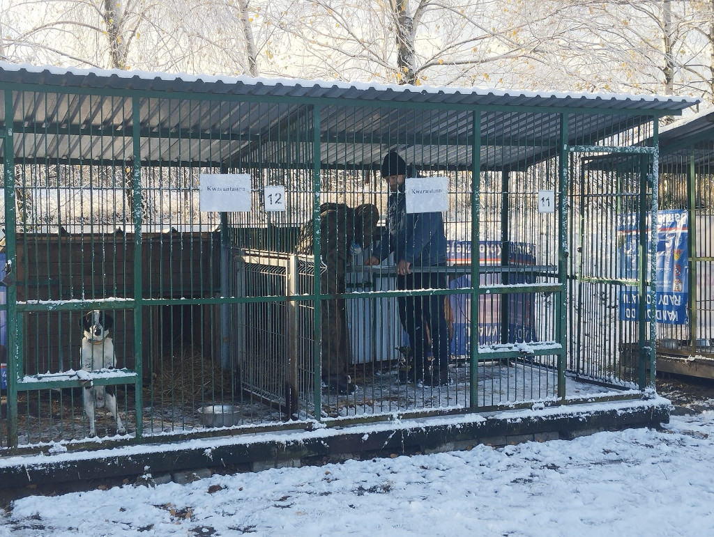 Zobacz te piękne psiaki i kociaki ze schroniska