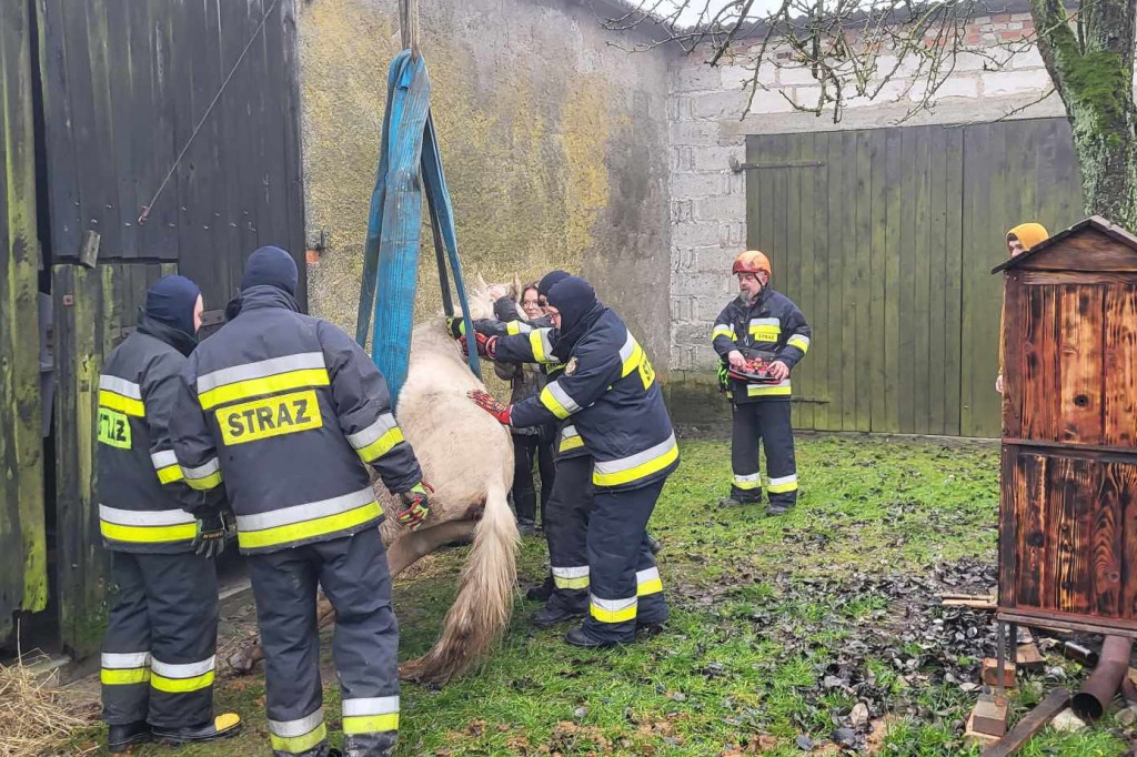 Koń nie mógł stanąć na nogi. Pomogli strażacy