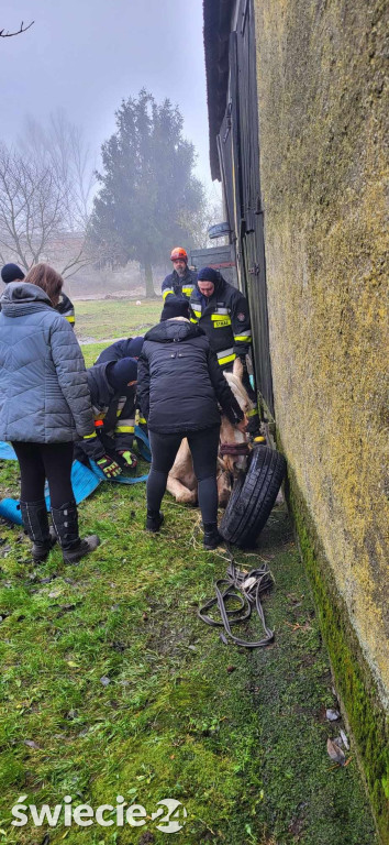 Koń nie mógł stanąć na nogi. Pomogli strażacy