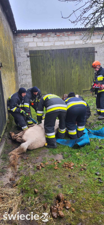 Koń nie mógł stanąć na nogi. Pomogli strażacy