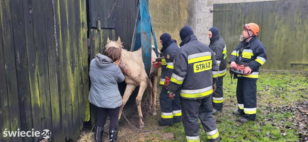 Koń nie mógł stanąć na nogi. Pomogli strażacy
