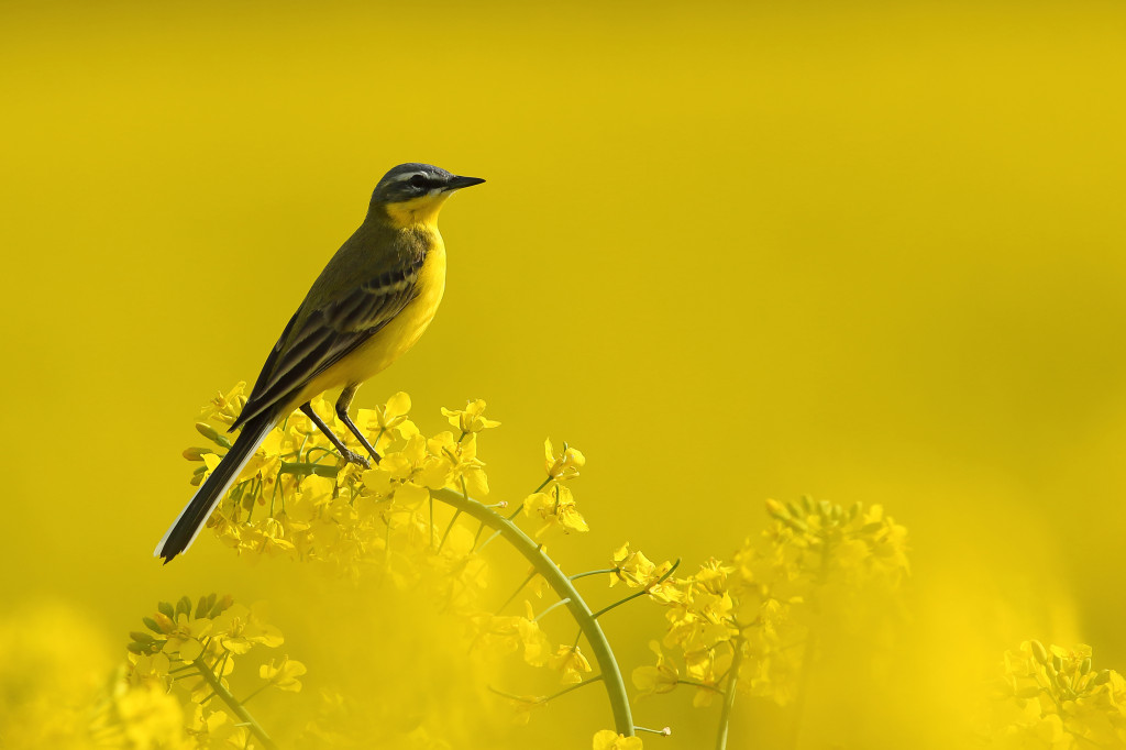 Konkursu fotograficzny 