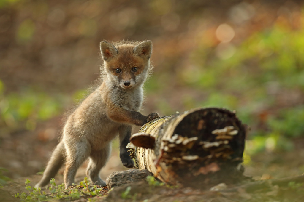 Konkursu fotograficzny 