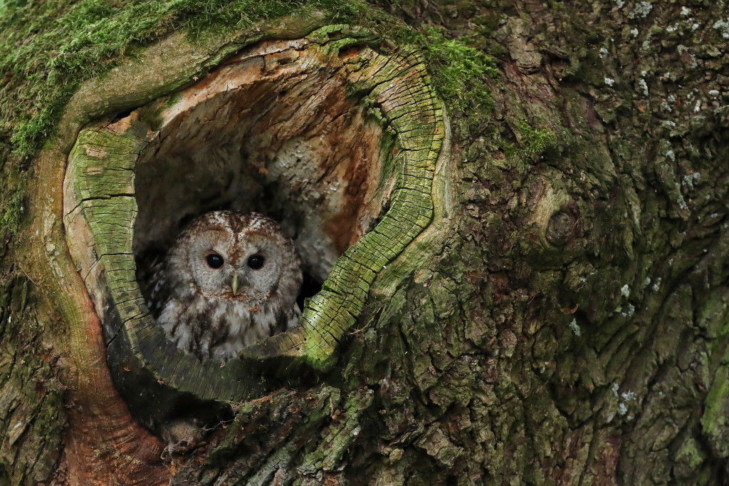 Konkursu fotograficzny 