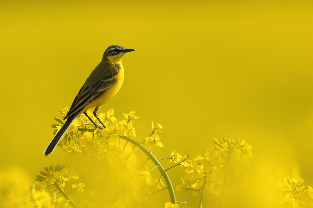 Konkursu fotograficzny 