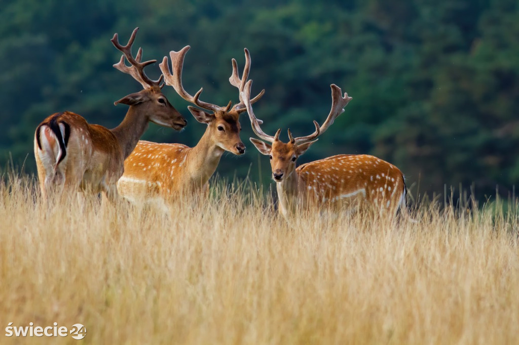 Fotografie Piotra Szumigaja