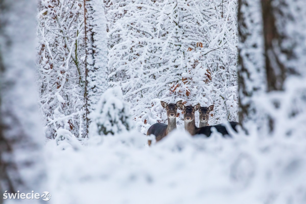 Fotografie Piotra Szumigaja
