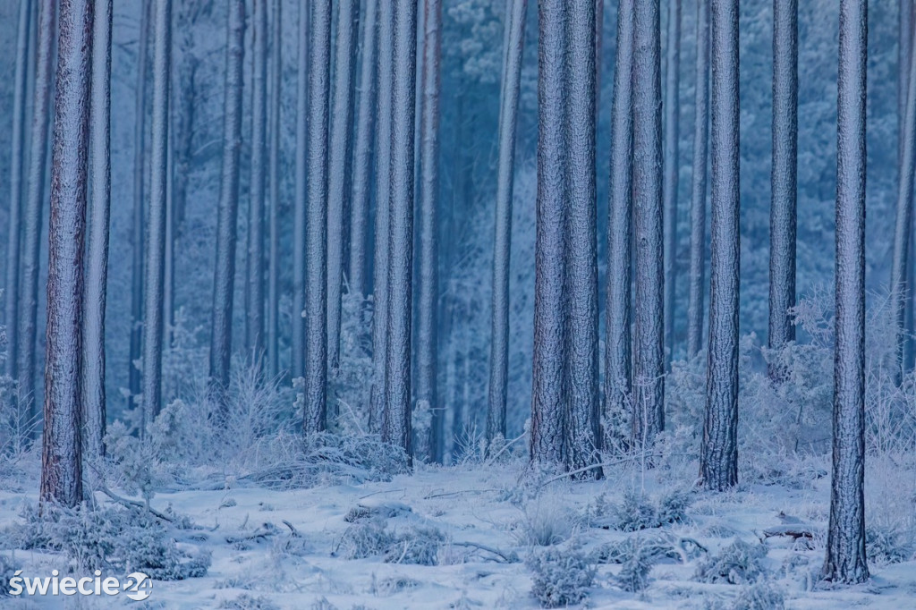 Fotografie Piotra Szumigaja