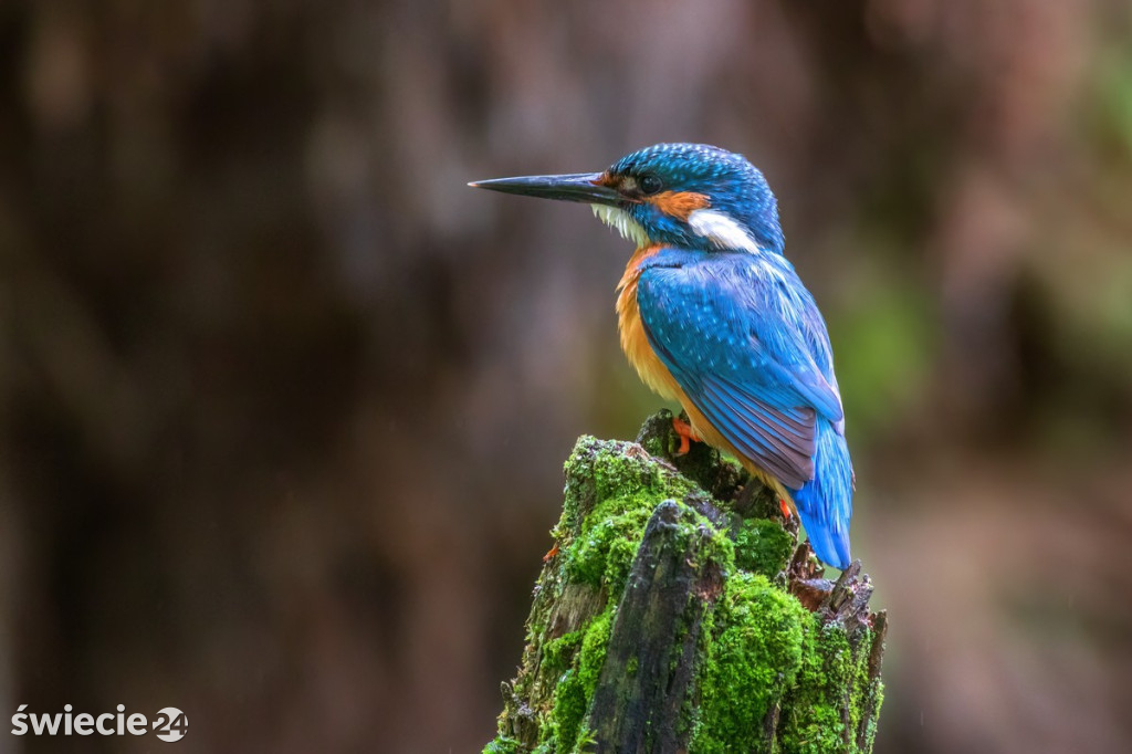 Fotografie Piotra Szumigaja