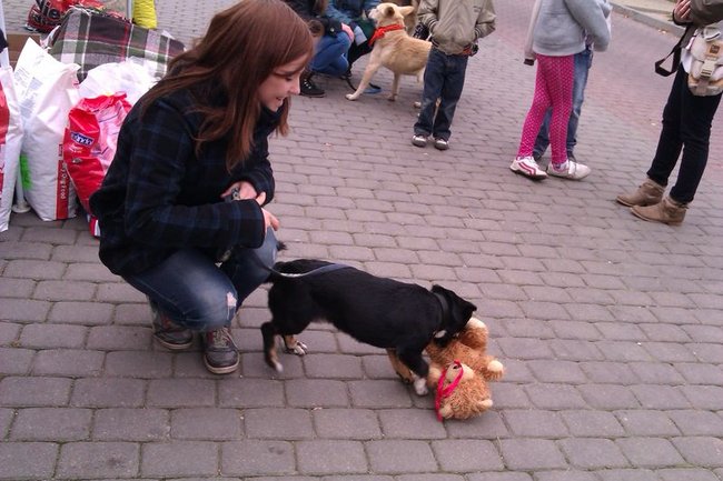 Psy zimą będą najedzone!