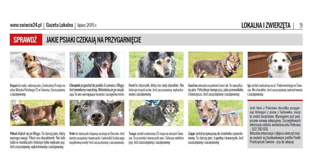 Sprawdź jakie pieski czekają na przygarnięcie