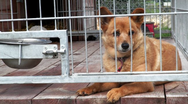 Przygarnij psa ze schroniska