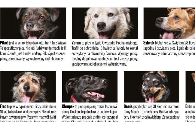Sprawdź jakie pieski czekają na przygarnięcie