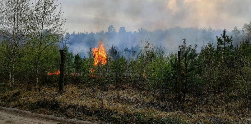 Fot. Nadleśnictwo Dąbrowa