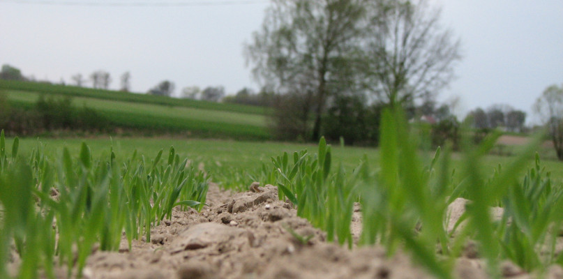 Pogoda w Świeciu: czy długo będzie tak zimno?