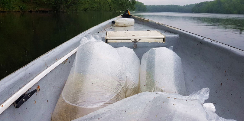 Aż 100 tys. młodych ryb trafiło do Zalewu Żur