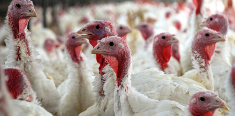 Skażone mięso przerobili na kebab i sprzedali! W sprawę zamieszany jest...