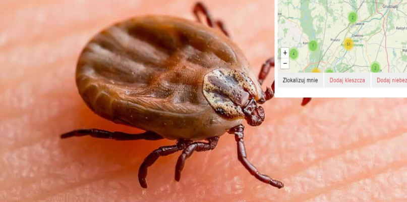 Jak dużo kleszczy jest w Świeciu? Zobacz interaktywną mapę!