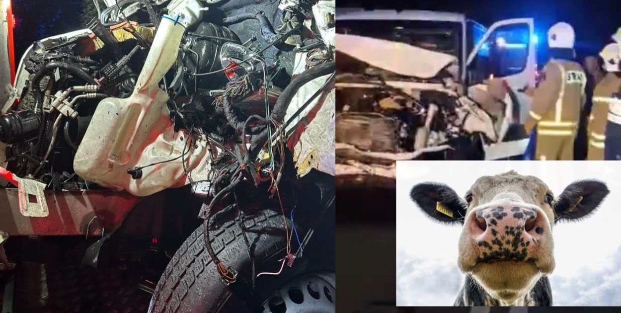 Krowa autostradowa potrącona w Łowinie. Kierowca był w szoku