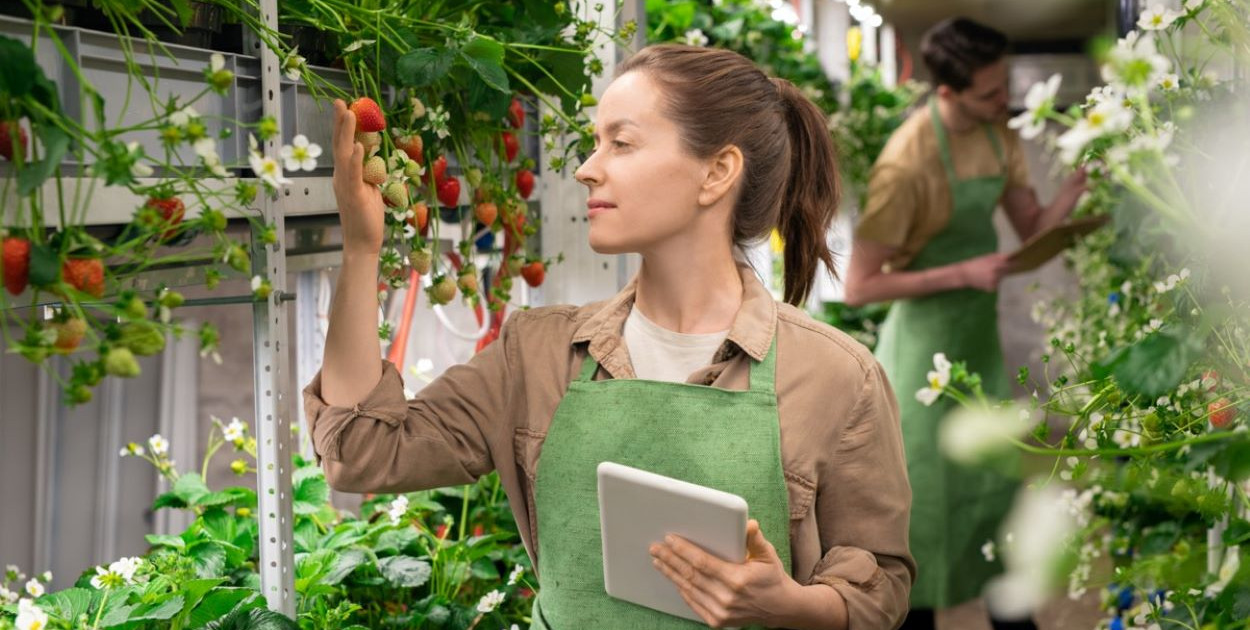 Truskawka w Twoim Ogrodzie – Odkryj najlepsze Sadzonki Truskawek