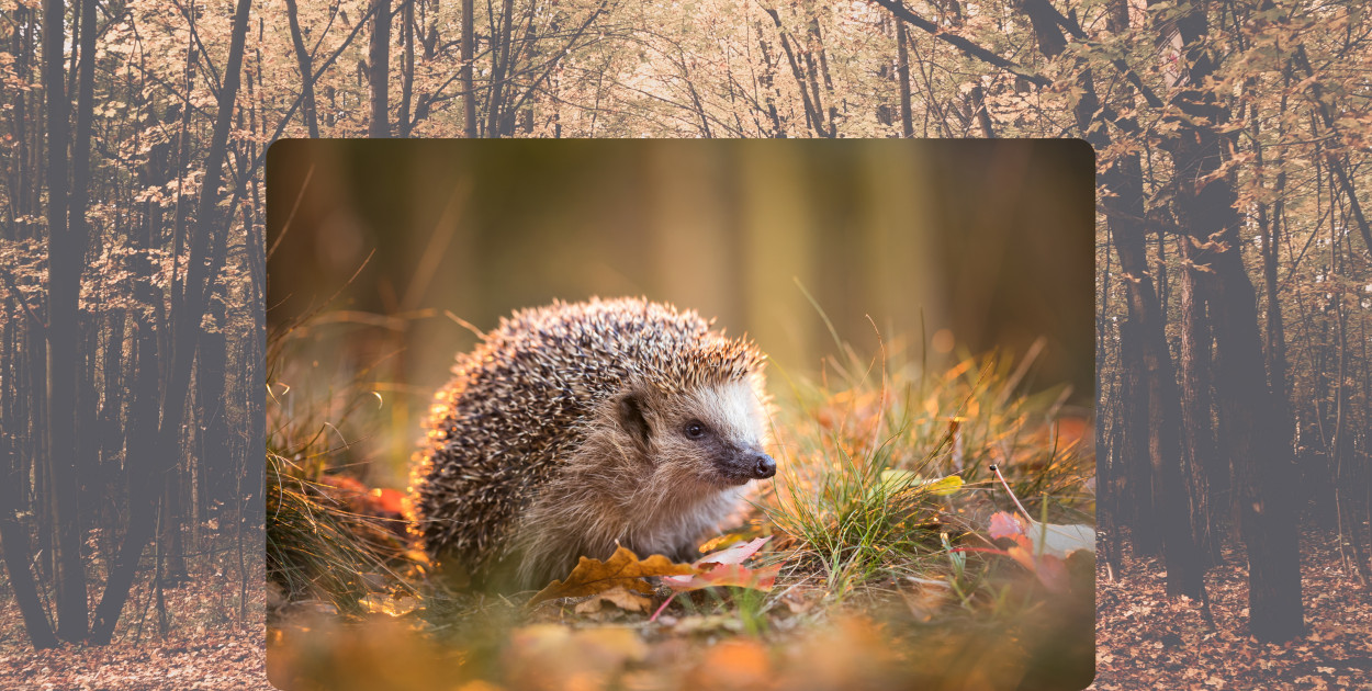 Dokąd nocą tupta jeż? Zobacz jak możesz pomóc tym pożytecznym zwierzakom