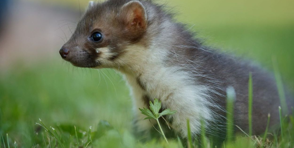 Odstraszacze zwierząt do samochodu