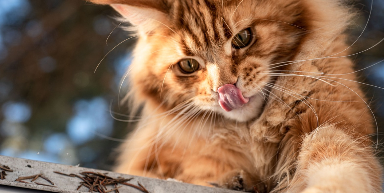 Koty długowłose - pełen przewodnik po rasach, pielęgnacji i opiece