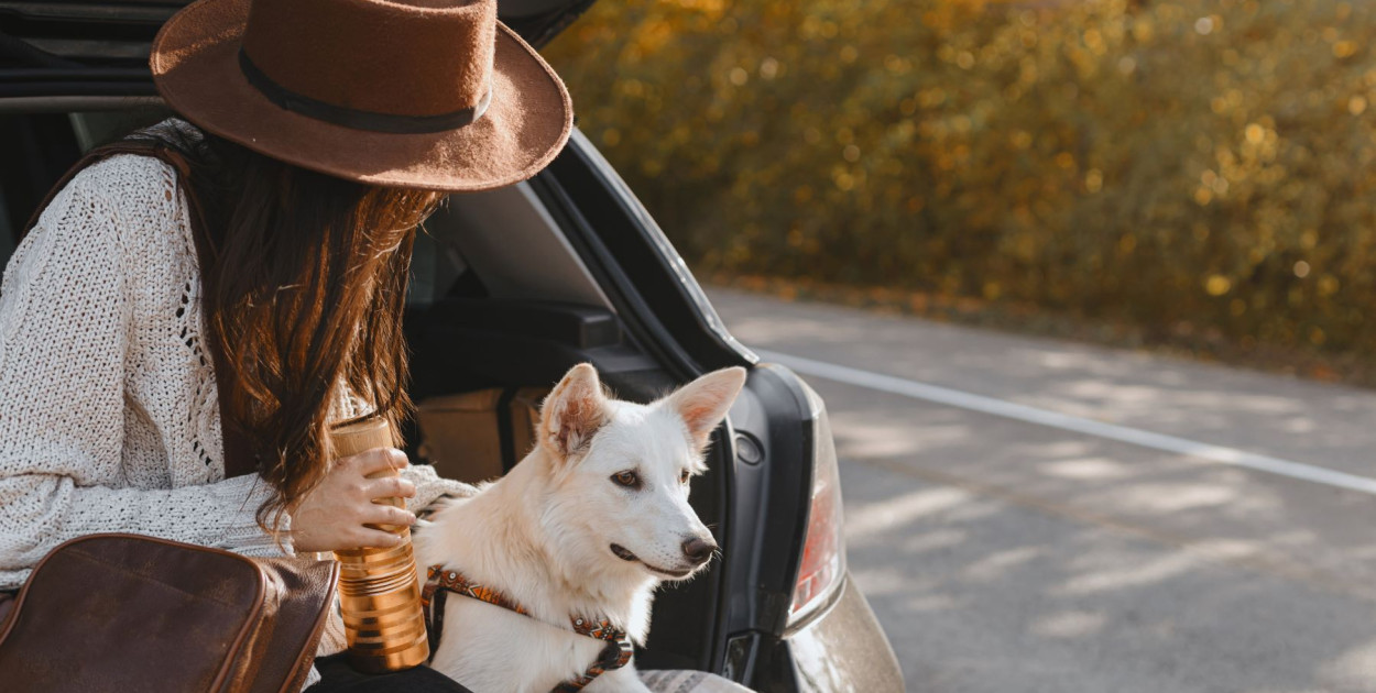 Podróże z psem – jak przewozić zwierzę bezpiecznie i zgodnie z przepisami?
