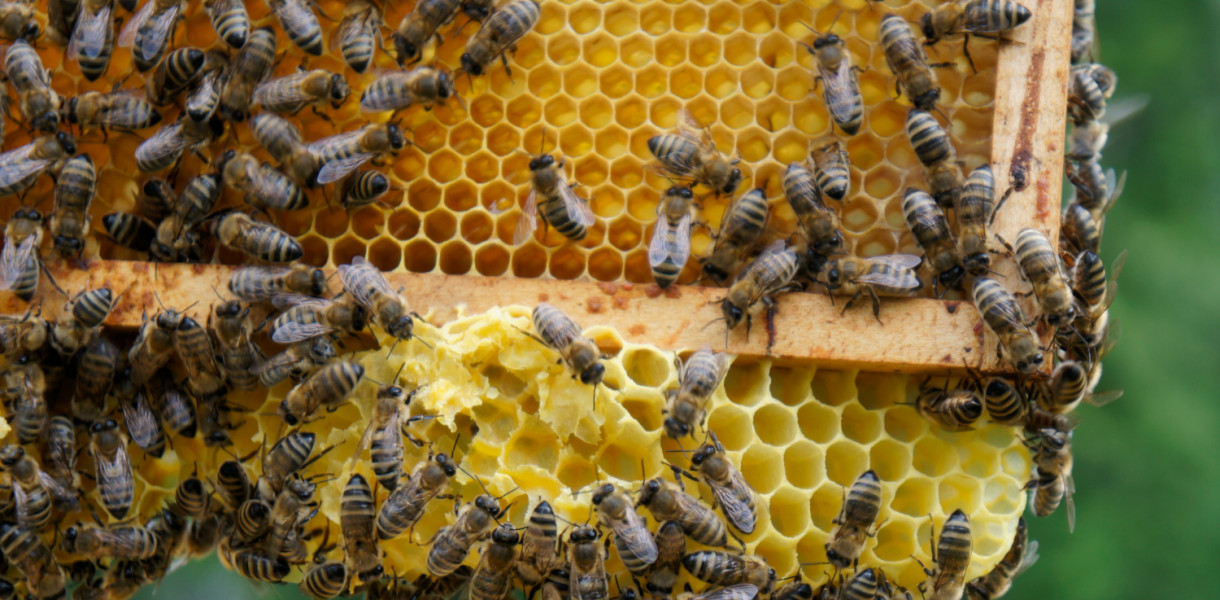 Co, jeżeli pszczoły wyginą?