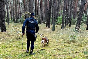 Pies Maj uratował grzybiarkę. Nocne poszukiwania w lesie-24142