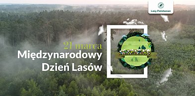 Już dziś Międzynarodowy Dzień Lasów 2025-26208