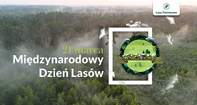 Już dziś Międzynarodowy Dzień Lasów 2025-26208