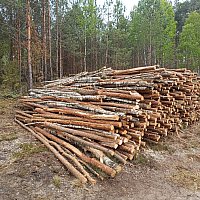 zdjecie ogloszenia