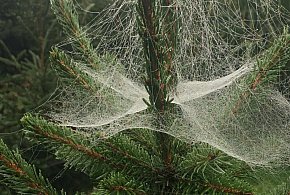 Kupujesz żywą choinkę na święta? Ten szczegół łatwo przeoczyć-29213